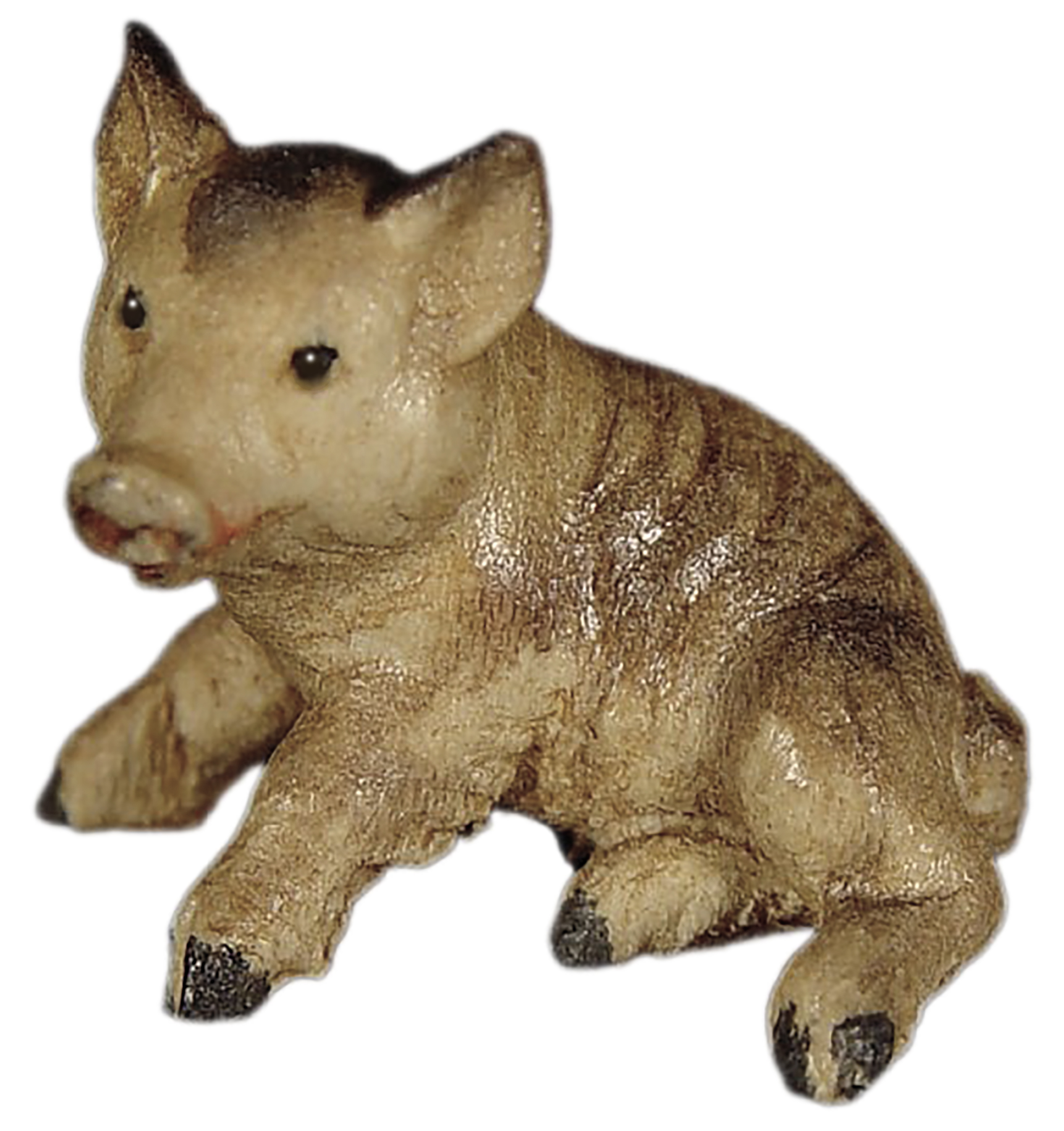 Young wild boar laying