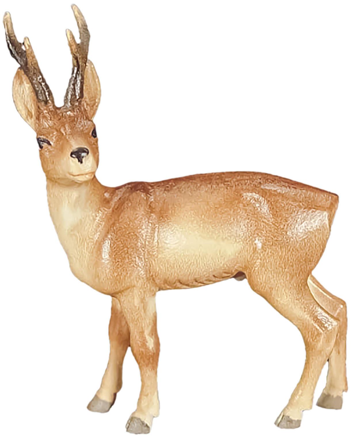 Roebuck