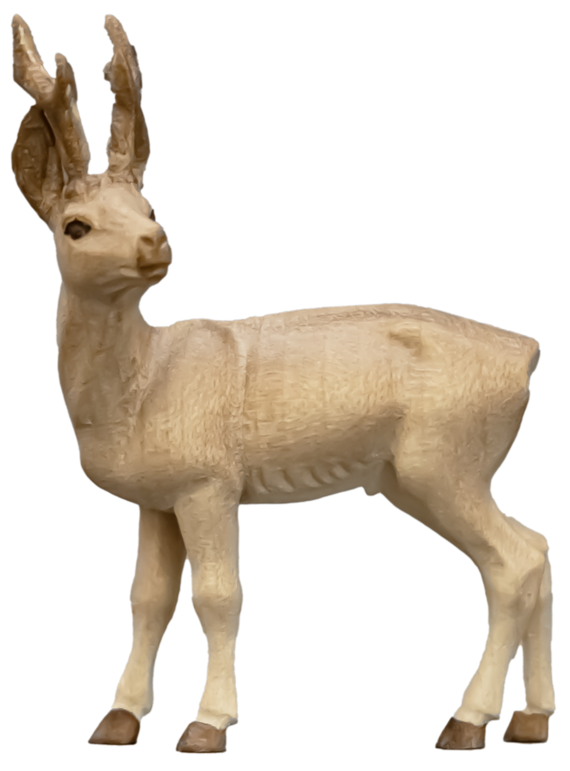 Capriolo maschio