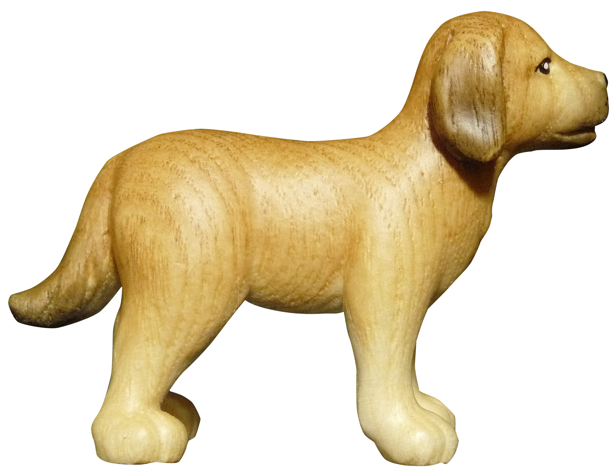 Cane  Labrador
