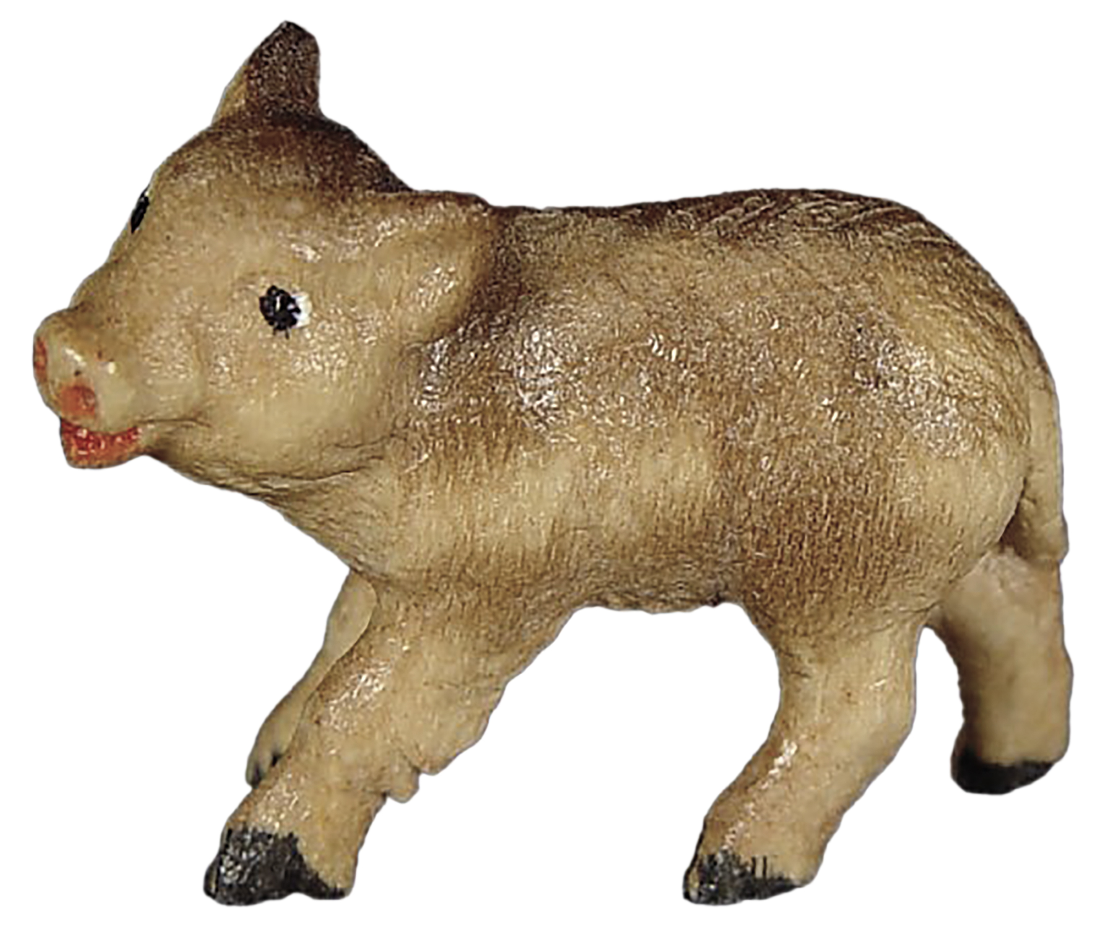 Young wild boar standing